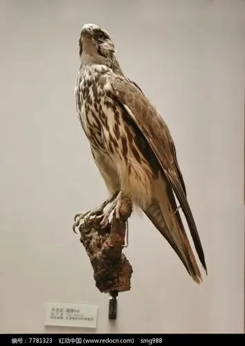 鸟类标本猎隼