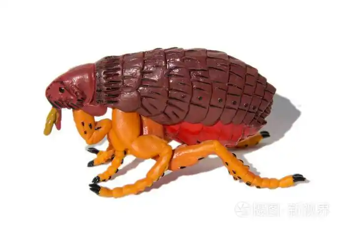 白色背景上孤立的跳蚤