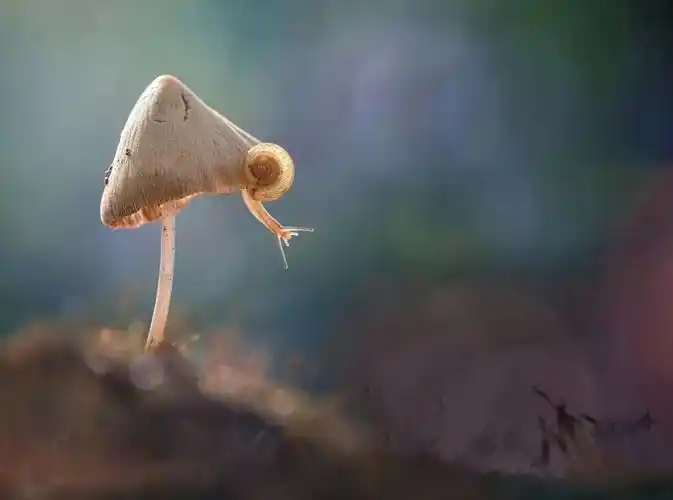 优秀微距摄影作品欣赏