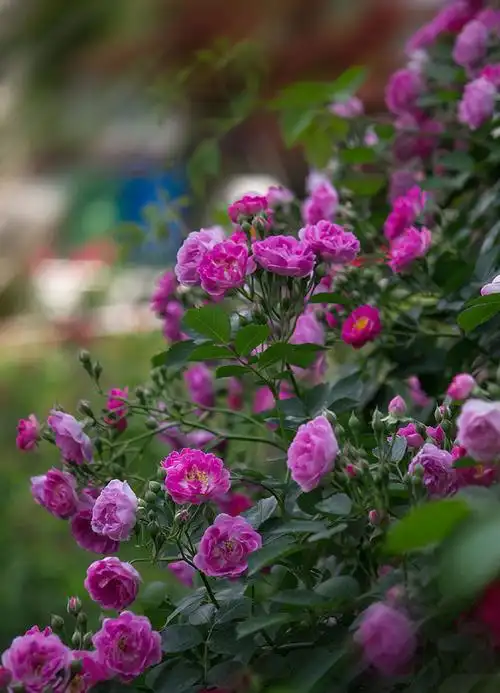 月季花盛开 香味扑面来