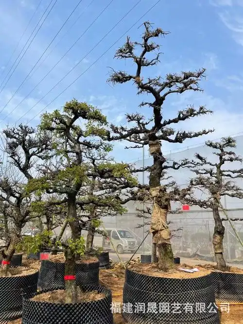 日本龙梅批发 造型龙梅价格 别墅庭院高档景观树 精美庭院树龙梅