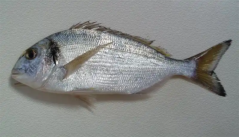 这是什么鱼?