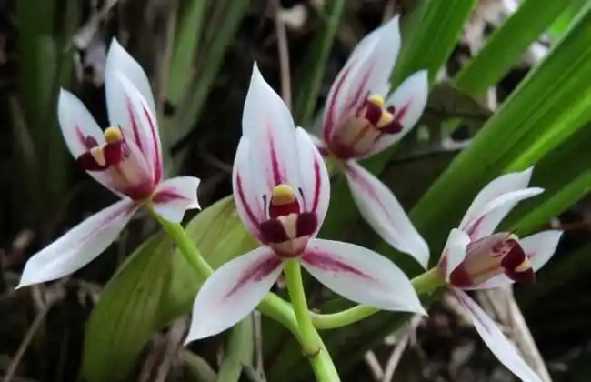 兰花品种图片大全