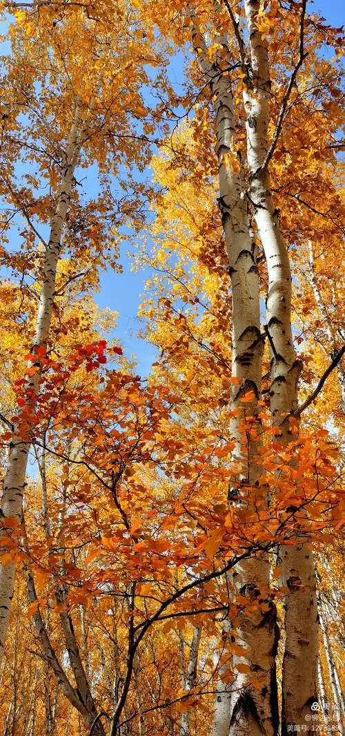 带你去旅行——我爱秋天的白桦林