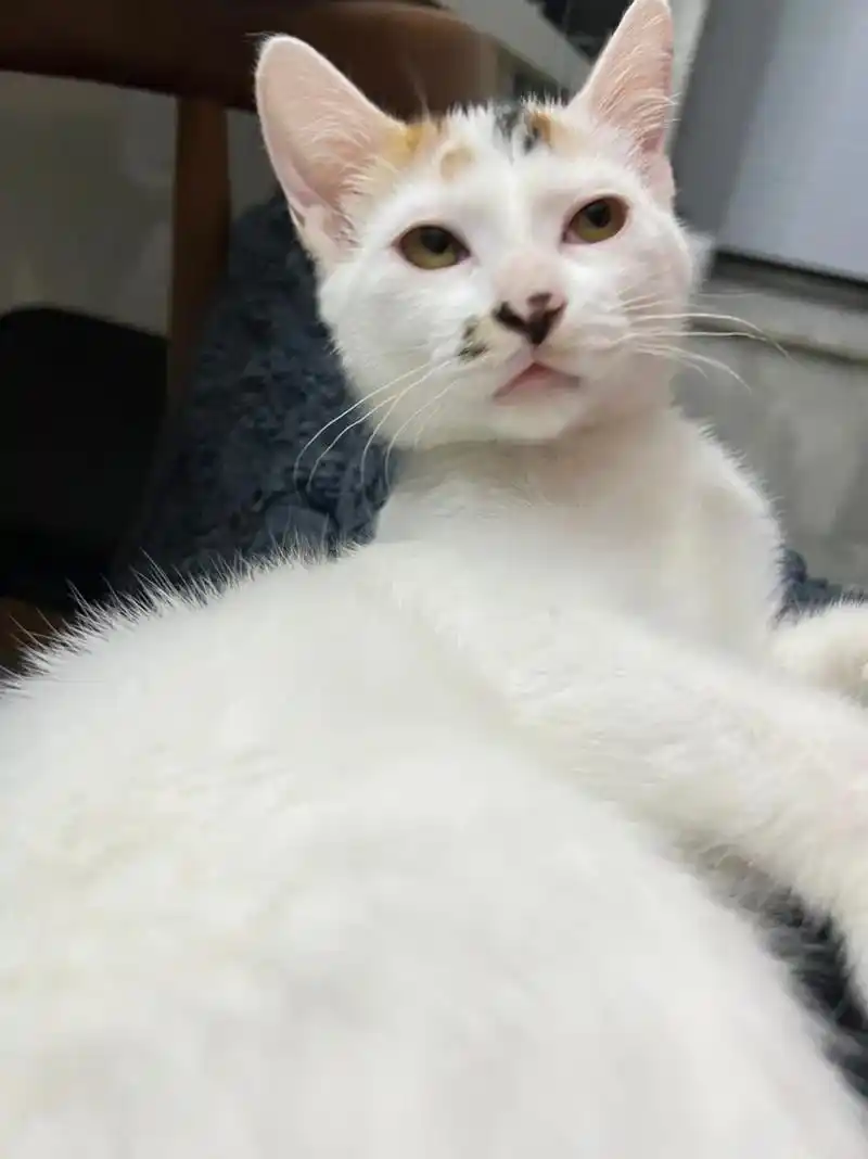 说好陪麻麻工作的 结果自己睡着了 还四仰八叉….#我和我的猫 - 抖音