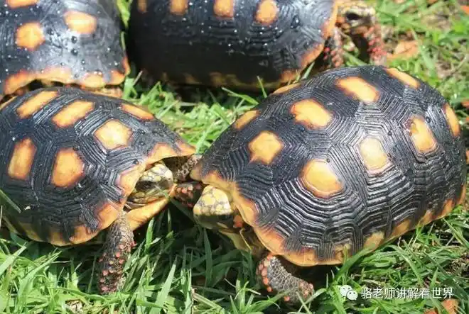 陆龟科普各种红腿陆龟