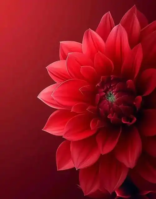 红色系的花朵真是太好看了