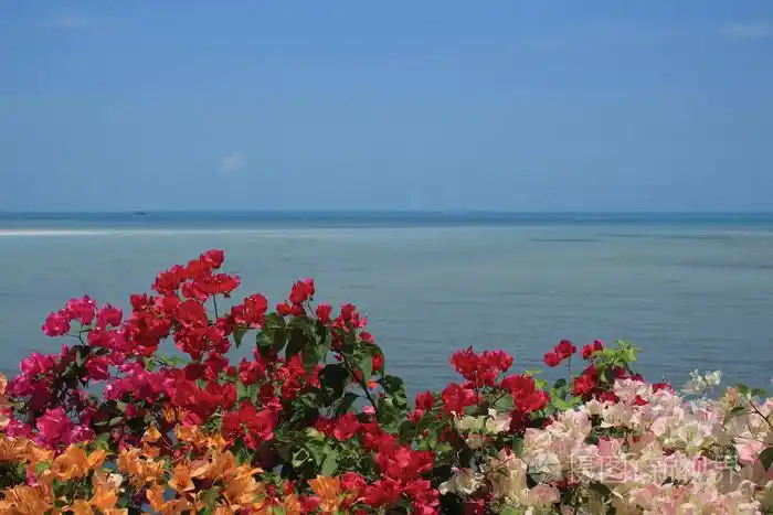 叶子花与蓝色的大海和天空背景