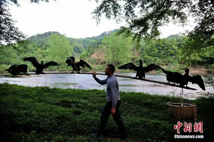 江西万载鸬鹚捕鱼人的一天