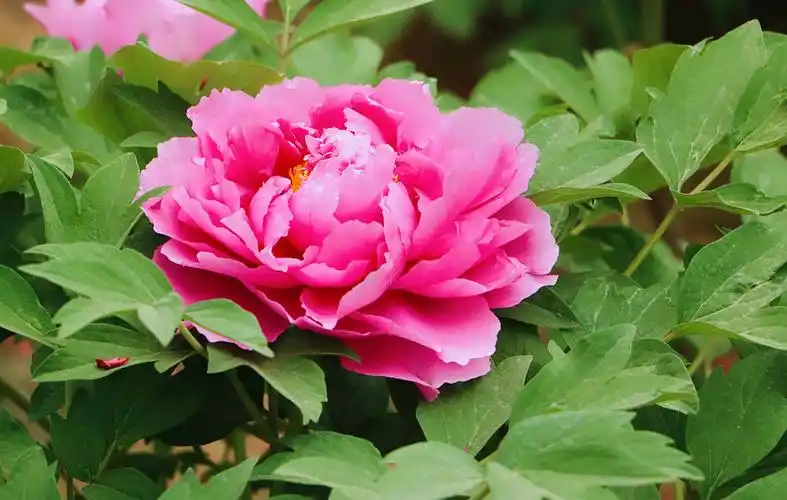 牡丹花下尽风流