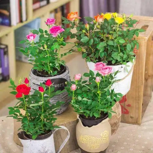 切花玫瑰花苗大花带花苞绿植物盆栽室内外桌面月季花卉观花阳台