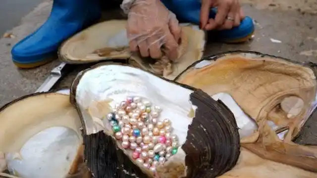 野外深潭里美女捞出巨型河蚌,打开后收获罕见彩色珍珠,这下赚大了!