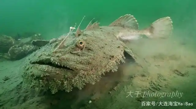 大连海鲜中的"海鬼",其实是个"吃软饭"的