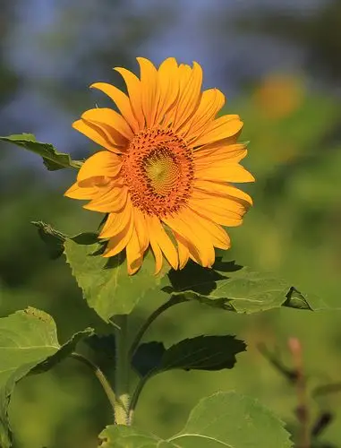 【向日葵2摄影图片】生态摄影_清晨山峦_太平洋电脑网摄影部落