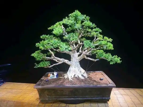 黄杨树能放在家里制作盆景吗 黄杨树盆景可以放置室内吗(1)