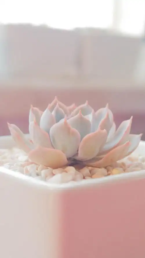 多肉.多浆植物.可爱高清手机壁纸