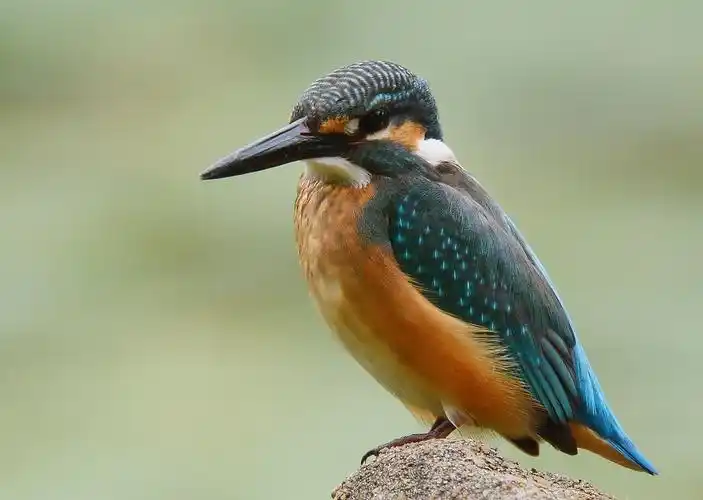 翠鸟图片鸟类翠鸟