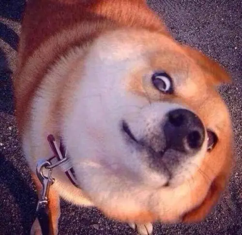 肜肜:狗头/萌物.