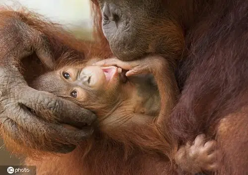 英国摄影师捕捉有爱一幕 小猩猩亲吻母亲