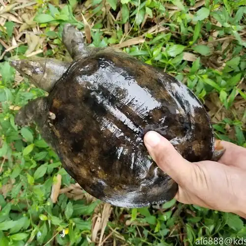 苏北的野生甲鱼