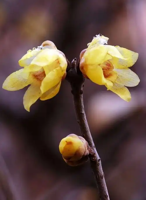 2019 雪后蜡梅花开
