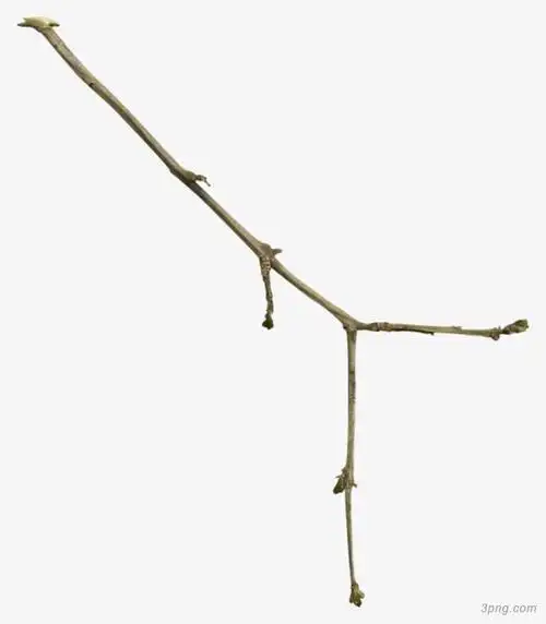 树枝png素材透明免抠图片产品实物