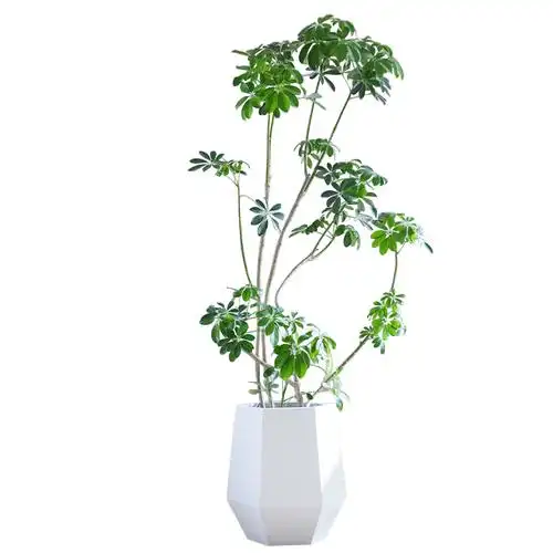 芳然造型鸭脚木大盆盆栽七叶莲室内植物净化空气办公室大型绿植