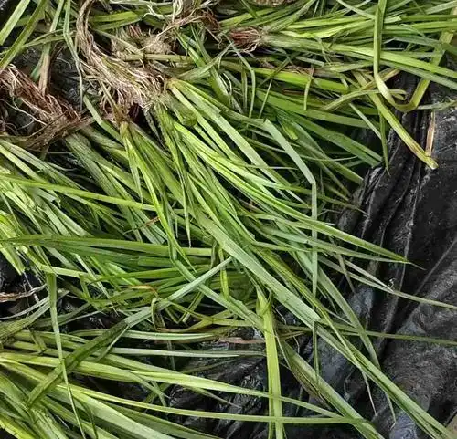 水稻田草,老百姓说是什么三角草,想知道学名叫什么