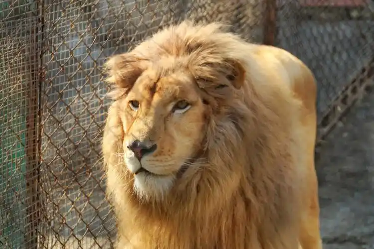 狮子头新鲜的狮子头