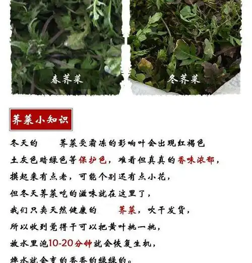 顺丰荠菜新鲜荠菜野荠荠菜饺子馅蔬菜地菜现挖现发1斤现挖荠菜