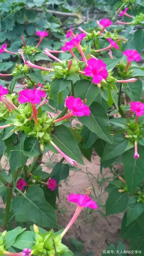 图集:地雷花的优美图集锦