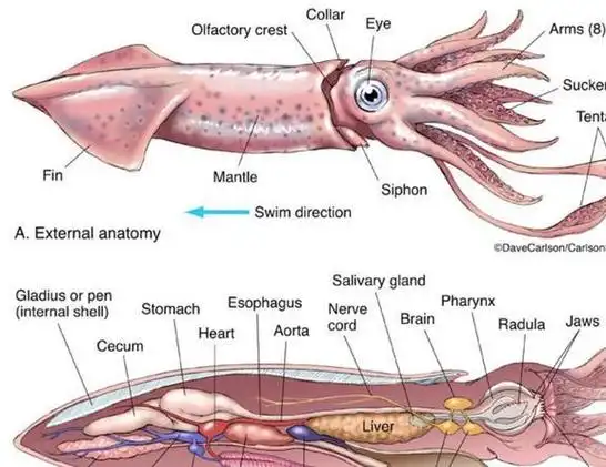 鱿鱼的肉很软,但它们的头骨很硬.