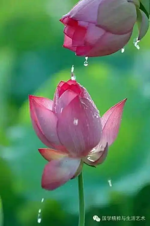 宁静淡雅让思绪放飞