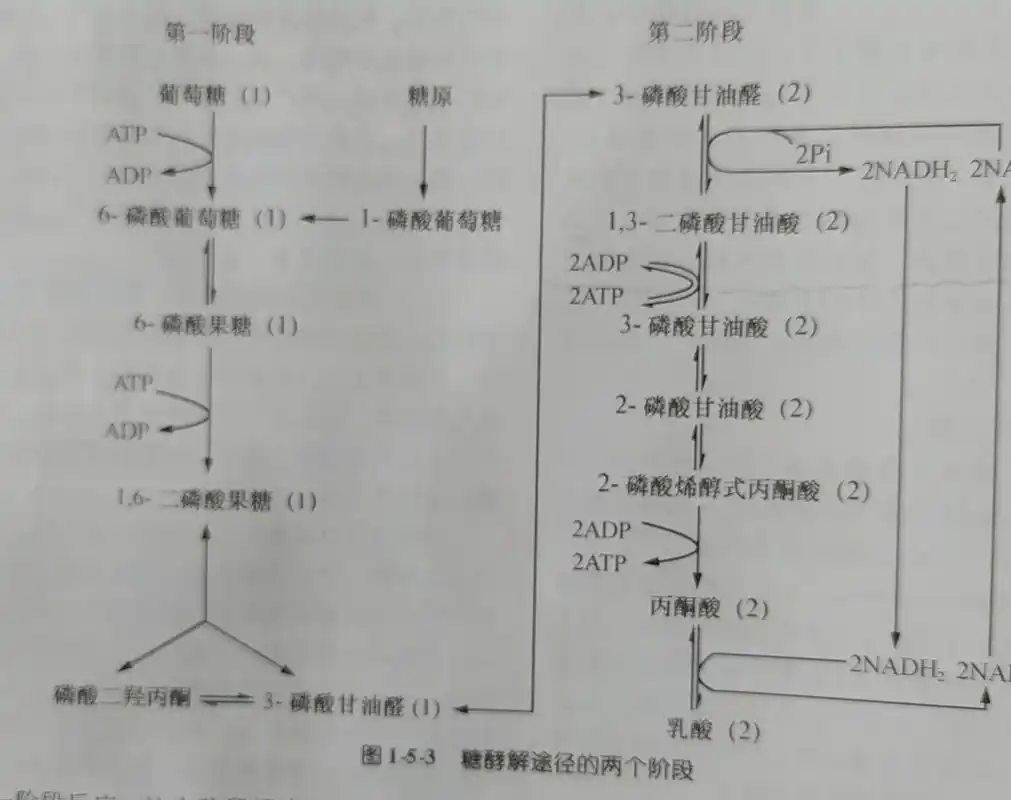 人体糖酵解一一途径,机理