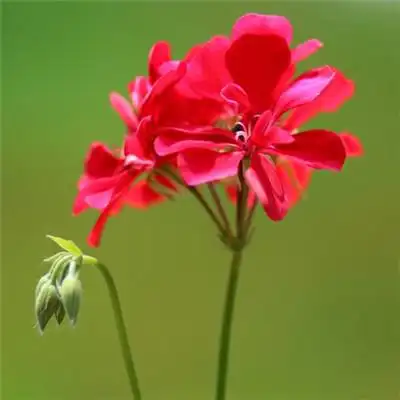 微信头像红色的花高清图片