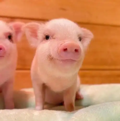 今天也是只快乐的小猪猪