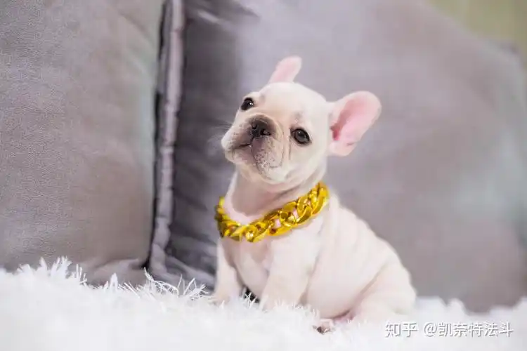 凯奈特课堂法斗优点大盘点