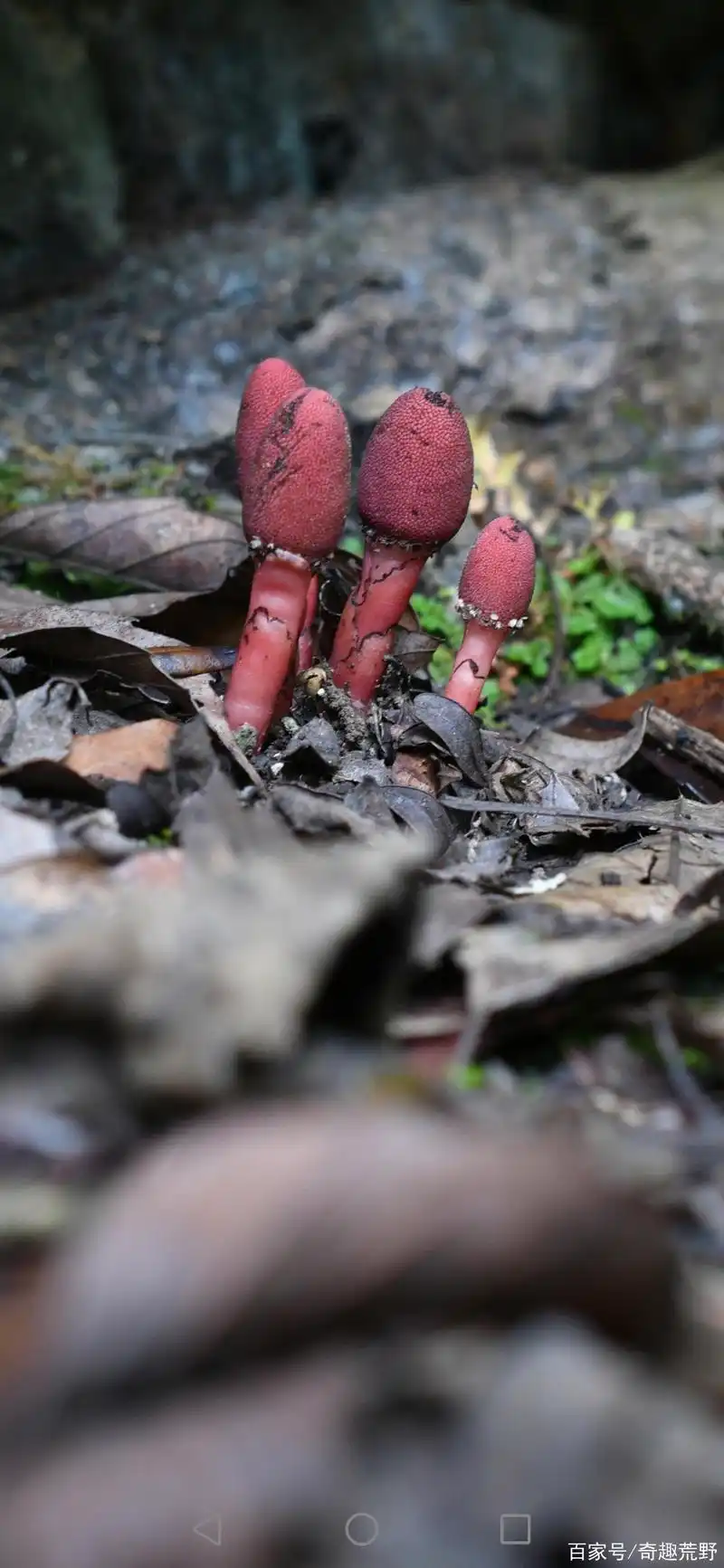 带你领略大自然的魅力之红冬蛇菇