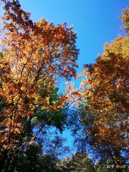 2021 年你拍摄到的关于秋天的风景是怎样的? - 知乎