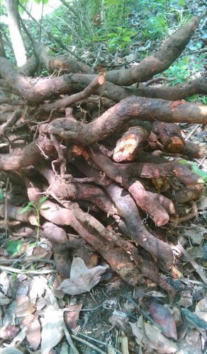 新鲜猕猴桃根藤梨洋杨桃弥猴实心树根野生中药材其他药食同源食品