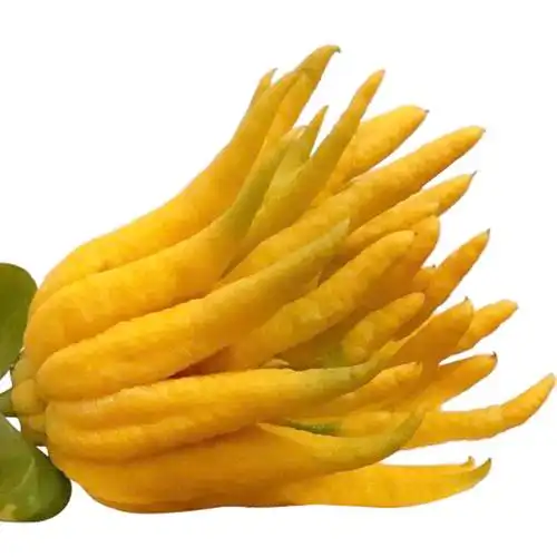 佛手金华千华千盆栽小果金华带果正宗包邮绿植