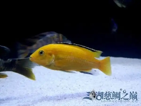 非洲王子鱼饲养