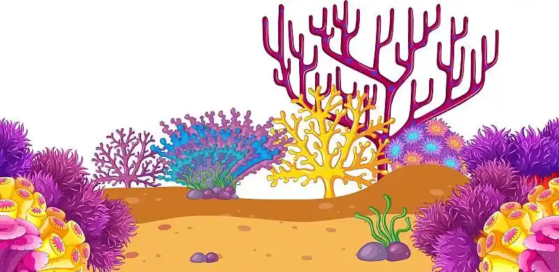 水下无缝的珊瑚礁