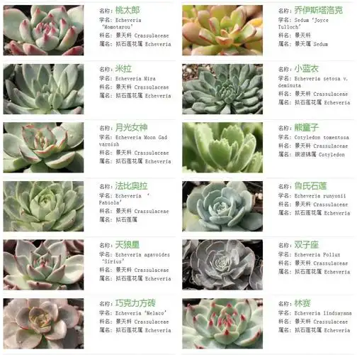 多肉植物图片与分类,名称