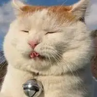 搞笑猫头像图片 搞笑的猫咪头像带字_微信头像图片大全