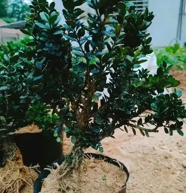 [珍珠黄杨批发]龙鳞黑珍珠黄杨价格100.00元/棵 - 一亩田