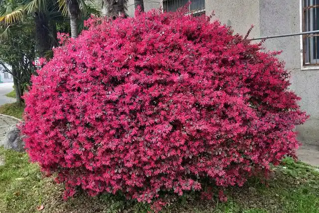 红花檵木景观(荆州技师学院校园植物)(1)