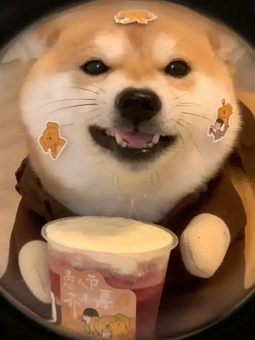 柴犬##柴犬萌照分享##整蛊小狗小把戏