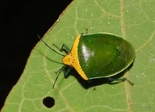 蝽科family pentatomidae - 台湾生命大百科 | 台湾生命大百科
