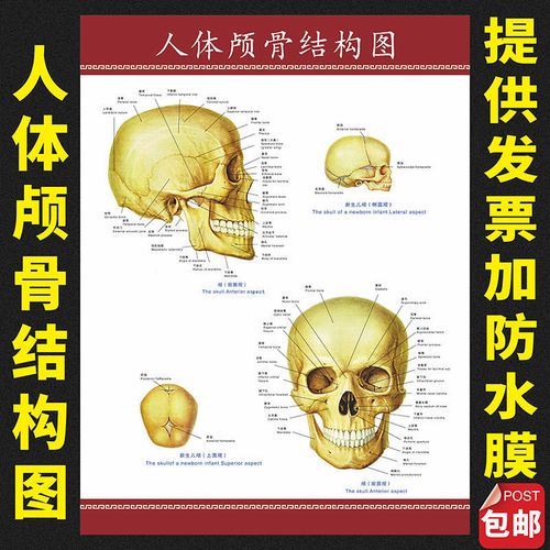 人体颅骨结构图 医院科室解剖图 医学院文化基础知识宣传画海报